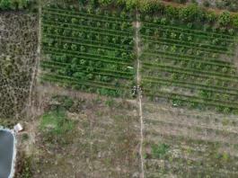 Novo aplicativo auxilia agricultores familiares no manejo da irrigação