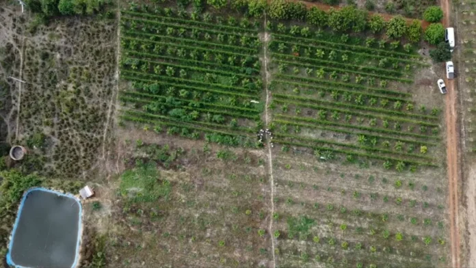 Novo aplicativo auxilia agricultores familiares no manejo da irrigação