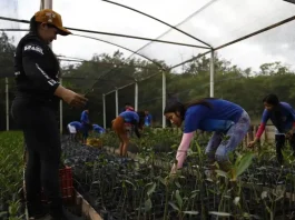 Parceria entre pesquisadores e comunidades protege mangues na Amazônia