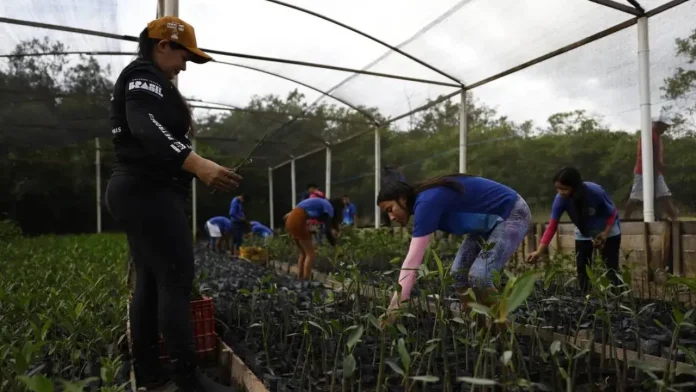 Parceria entre pesquisadores e comunidades protege mangues na Amazônia
