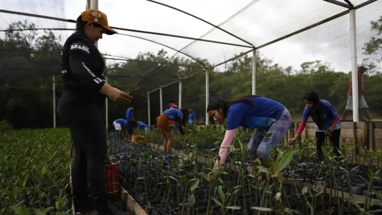 Parceria entre pesquisadores e comunidades protege mangues na Amazônia