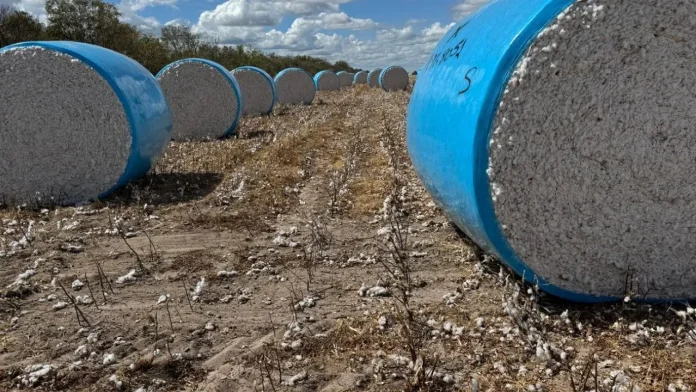 Produtores da Bahia iniciam destruição de soqueiras para controle do bicudo