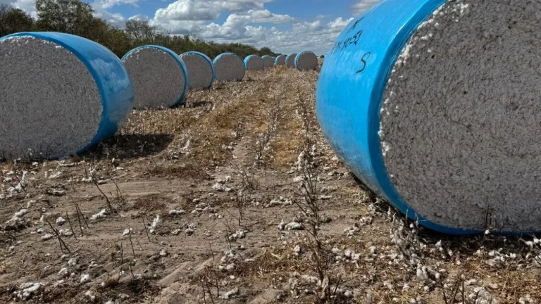 Produtores da Bahia iniciam destruição de soqueiras para controle do bicudo