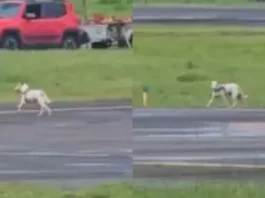 Cachorro entra em pista de aeroporto na Bahia e interfere em pouso