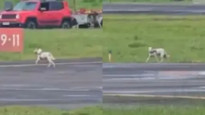 Cachorro entra em pista de aeroporto na Bahia e interfere em pouso
