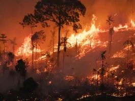 Queimadas atingiram 30 milhões de hectares no país em 2024