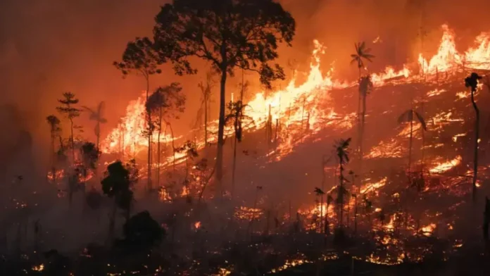 Queimadas atingiram 30 milhões de hectares no país em 2024