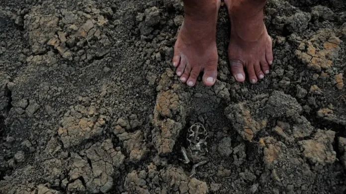 Sete cidades baianas afetadas pela estiagem obtiveram reconhecimento federal