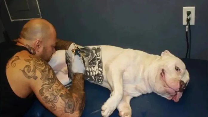 Governo sanciona lei que proíbe tatuagens e piercings em cães e gatos