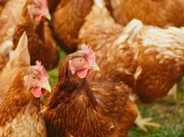 Foco de gripe aviária em aves domésticas foi registrado em Mato Grosso