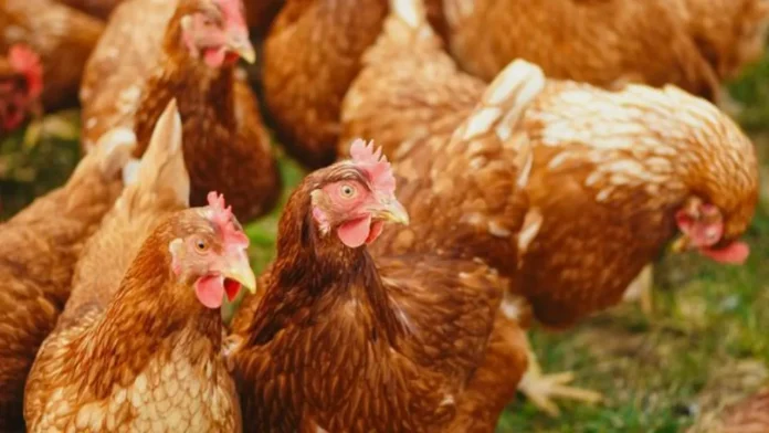 Foco de gripe aviária em aves domésticas foi registrado em Mato Grosso