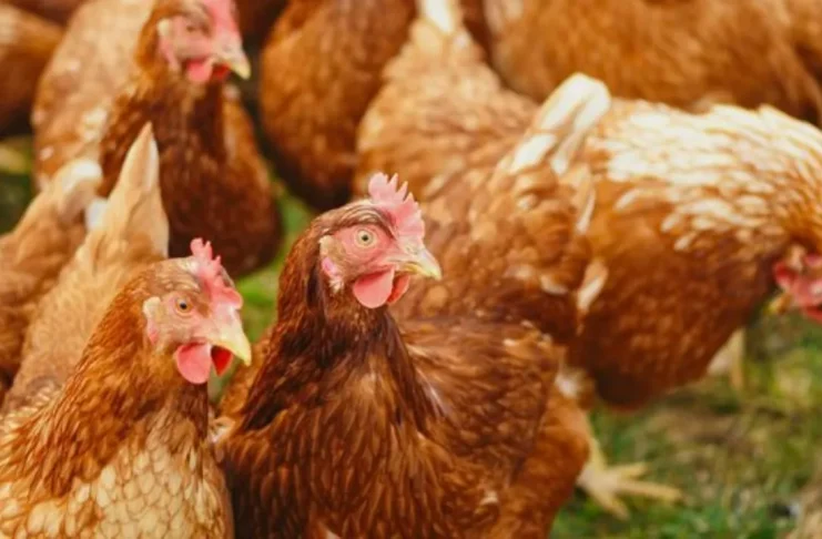 Foco de gripe aviária em aves domésticas foi registrado em Mato Grosso