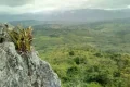Pesquisador indígena cataloga 150 plantas medicinais de seu território