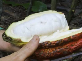 Maior evento da cacauicultura brasileira será realizado em Barreiras