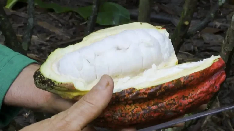 Maior evento da cacauicultura brasileira será realizado em Barreiras