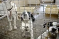 Projeto aprovado na Câmara proíbe uso de animais em testes cosméticos