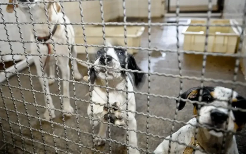 Projeto aprovado na Câmara proíbe uso de animais em testes cosméticos