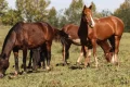 Ração contaminada mata 245 equinos em quatro estados