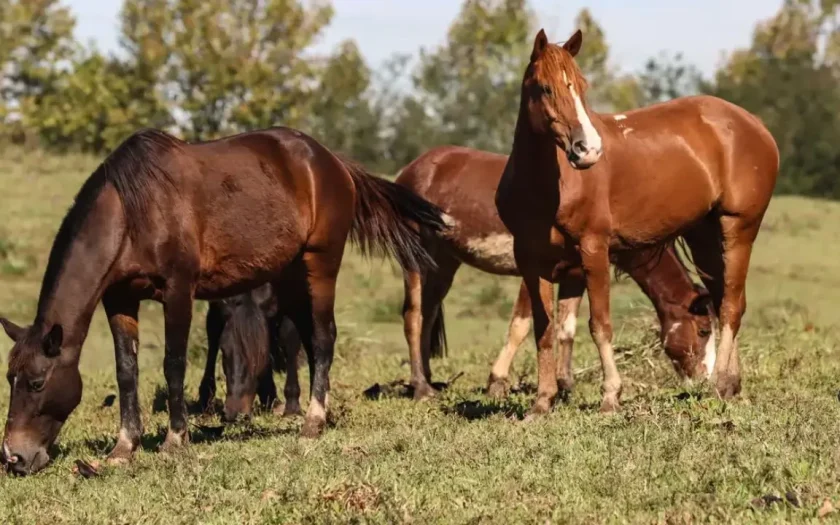 Ração contaminada mata 245 equinos em quatro estados