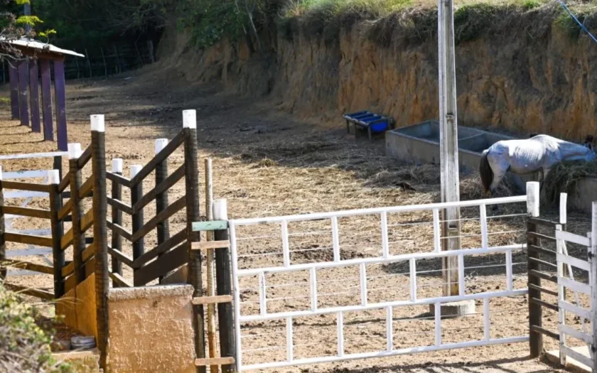 Mais de 200 animais de grande porte soltos em vias públicas foram aprendidos em Vitória da Conquista este ano
