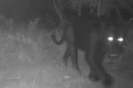 Onça-preta aparece pela primeira vez em reserva no Cerrado