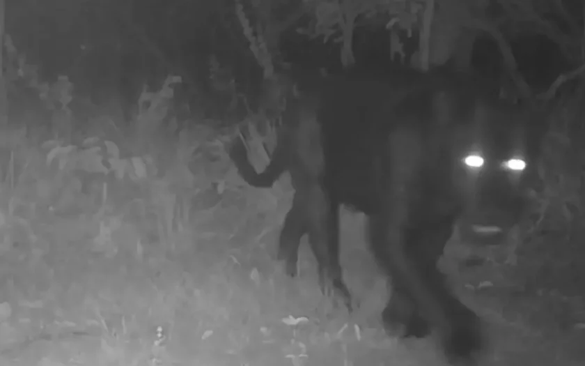  ça-preta aparece pela primeira vez em reserva no Cerrado