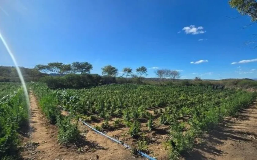 Roça com 60 mil pés de maconha irrigada com água da Transposição do Rio São Francisco foi descoberta pela polícia