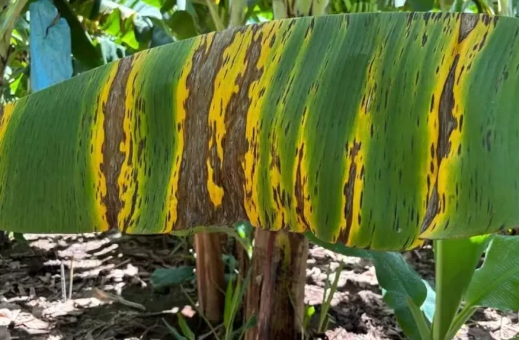Sigatoka negra