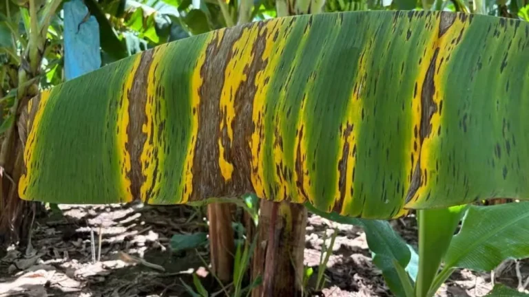 Sigatoka negra