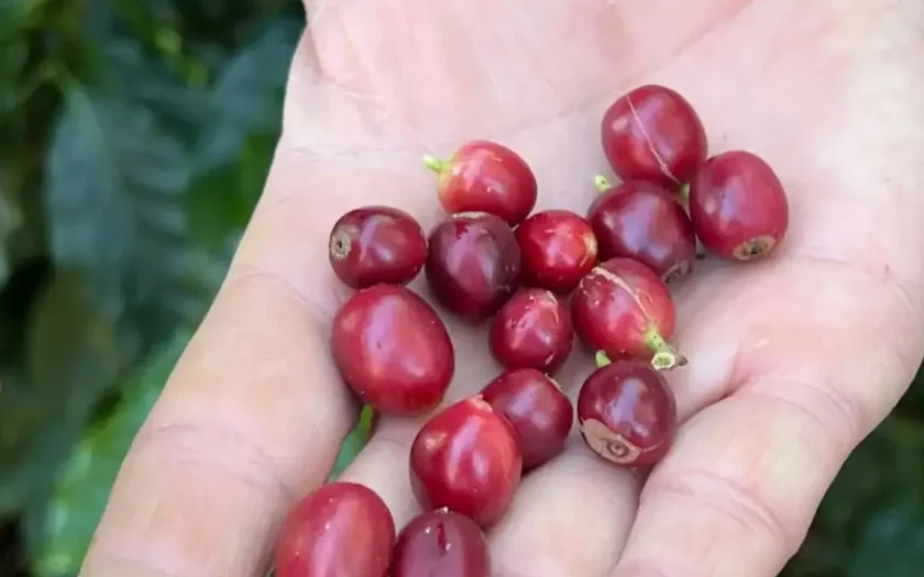 China aprova que 183 novas empresas brasileiras exportem café ao país