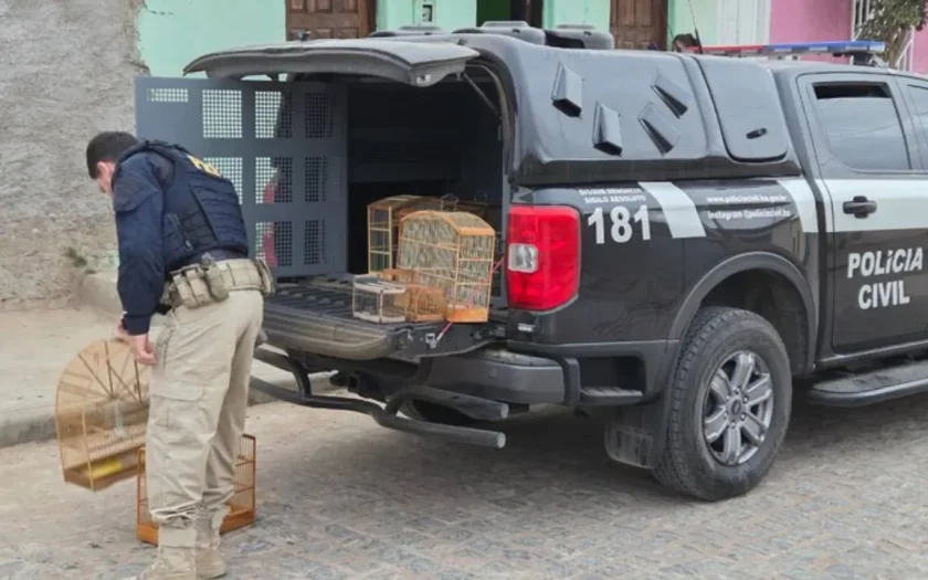 Operação Voo Livre desarticula grupo criminoso de tráfico de animais  silvestres na Bahia