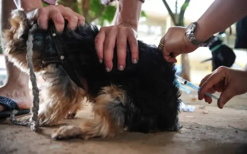 Campanha de vacinação antirrábica será realizada em Guanambi neste sábado