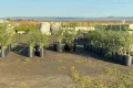 Bahia e Emirados Árabes ampliam cultivo de tâmaras no semiárido