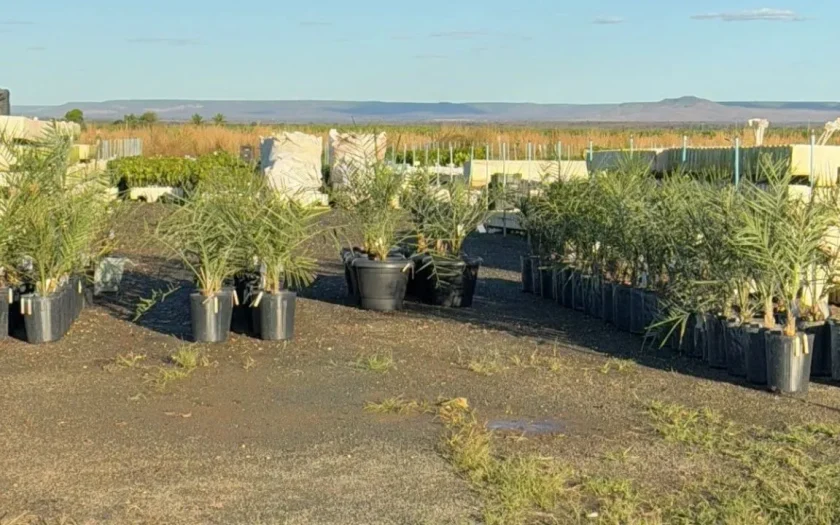 Bahia e Emirados Árabes ampliam cultivo de tâmaras no semiárido