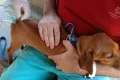 Vitória da Conquista realizará dia D de vacinação contra raiva para cães e gatos neste sábado