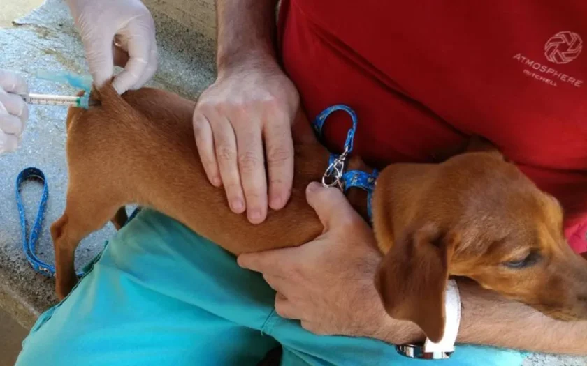Vitória da Conquista realizará dia D de vacinação contra raiva para cães e gatos neste sábado