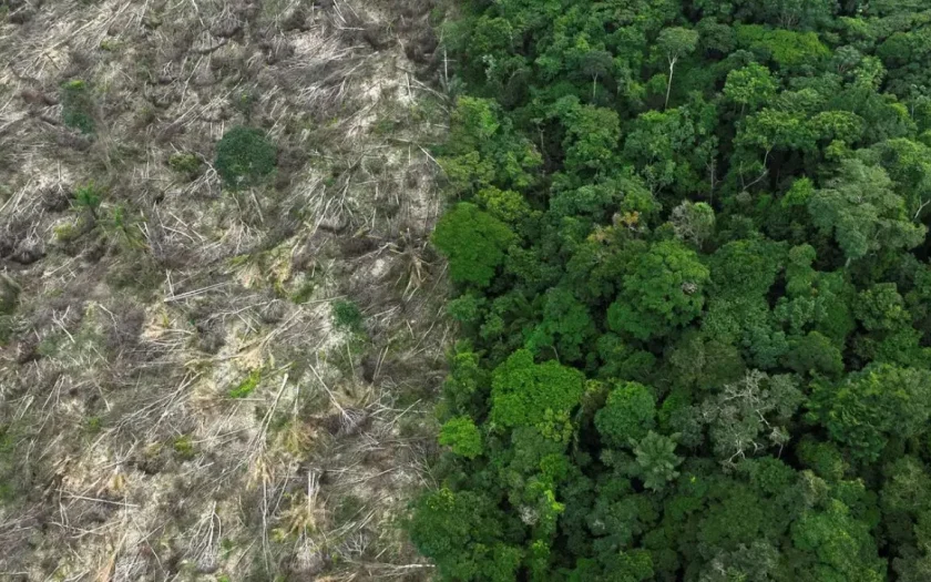 Brasil perdeu 111,7 milhões de hectares de áreas naturais em 40 anos