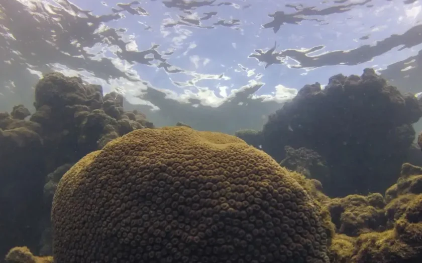 Calor, acidez das águas e pouco alimento ameaçam ecossistemas marinhos