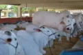 Gado exposição agropecuária