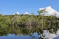 Brasil anuncia US$ 1 bilhão para fundo de florestas tropicais