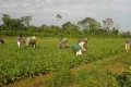 Lista de desconto em crédito para a agricultura familiar é ampliada