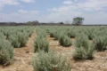 Projeto Sal da Terra da Embrapa visa avanço na agricultura biossalina no semiárido