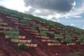 Pesquisa testa plantas nativas do Cerrado para recuperar barragens de mineração de ouro