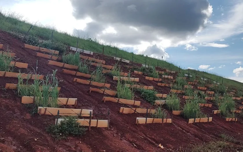 Pesquisa testa plantas nativas do Cerrado para recuperar barragens de mineração de ouro