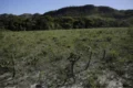 Cerrado