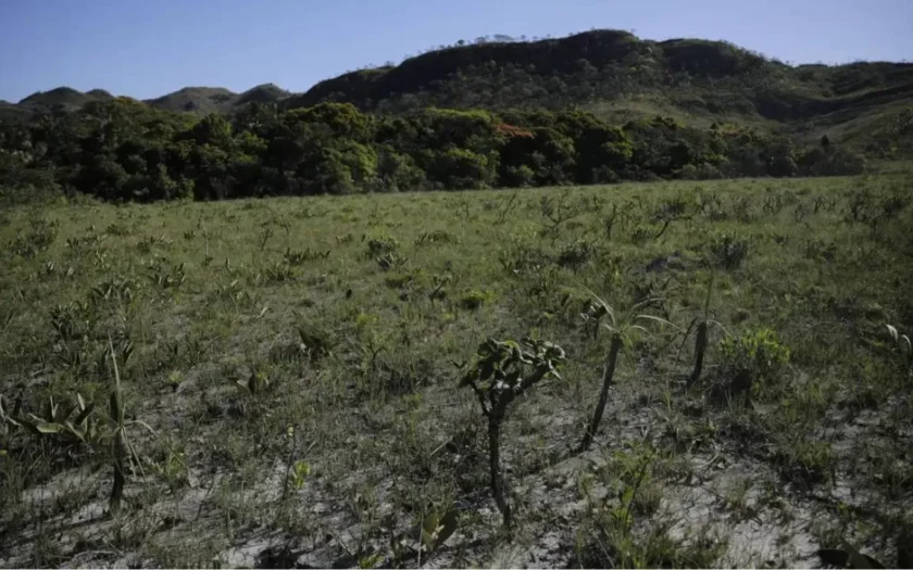 Cerrado