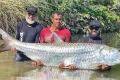Peixe 1,79 metros Rio São Francisco