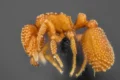 Laboratório descobre espécies inéditas de formigas que só existem na Caatinga