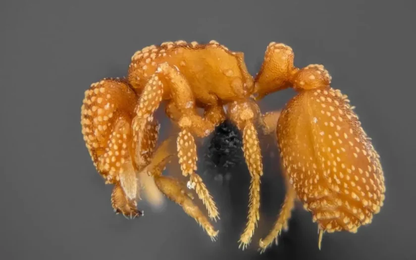 Laboratório descobre espécies inéditas de formigas que só existem na Caatinga