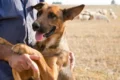 Governo da Bahia liberou R$ 3 milhões para projeto de controle populacional de cães